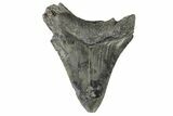 Serrated, Juvenile Megalodon Tooth - South Carolina #171202-1